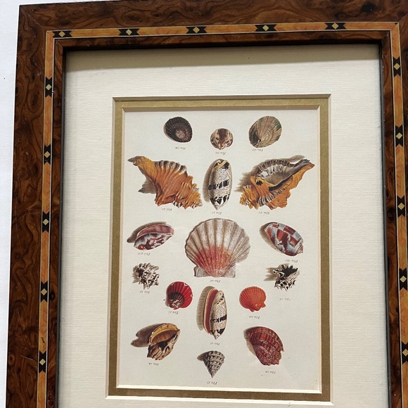 Framed Shell Print - Picture 1 of 7